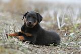 BEAUCERON - PUPPIES 156